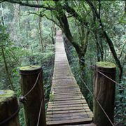 Picture Of Swing Fragile Bridge In El Salvador